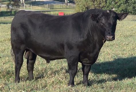 spiegler ranch|angus cattle for sale.